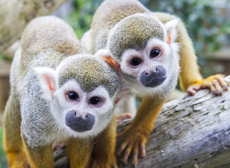 Two Common Squirrel Monkeys perched on a tree branch.