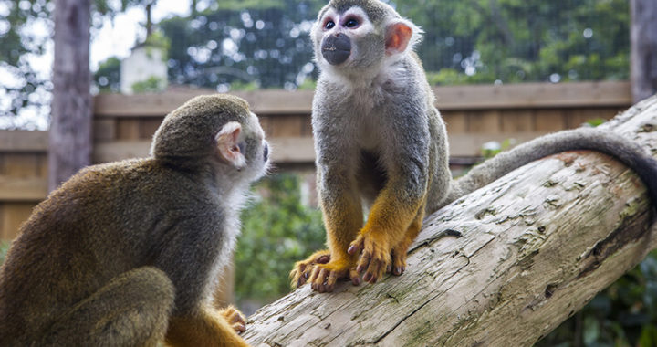 Two Common Squirrel Monkeys perched on a tree branch.