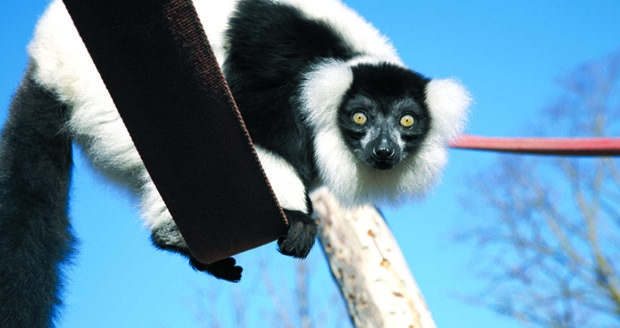 Black and White lemur staring at the camera at Northumberland College Zoo