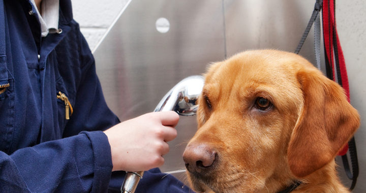 Red labrador dog being groomed by a student at Northumberland College.