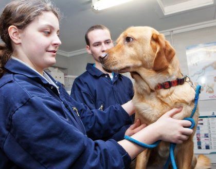 Red labrador dog being examined by a student at Northumberland College.