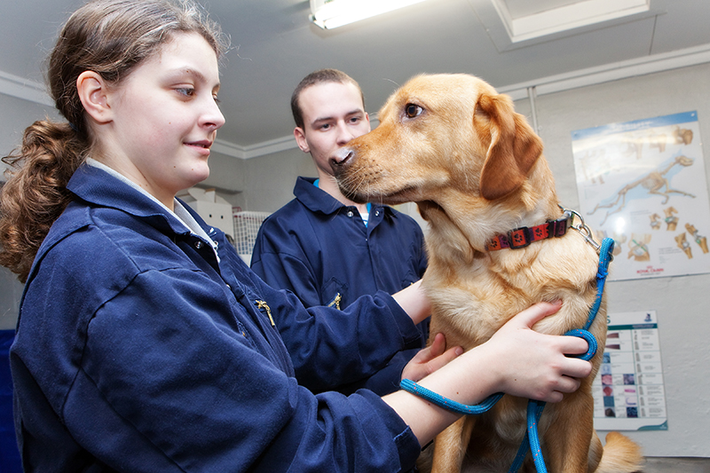 Extended Certificate in Animal Care Level 2 - Northumberland College