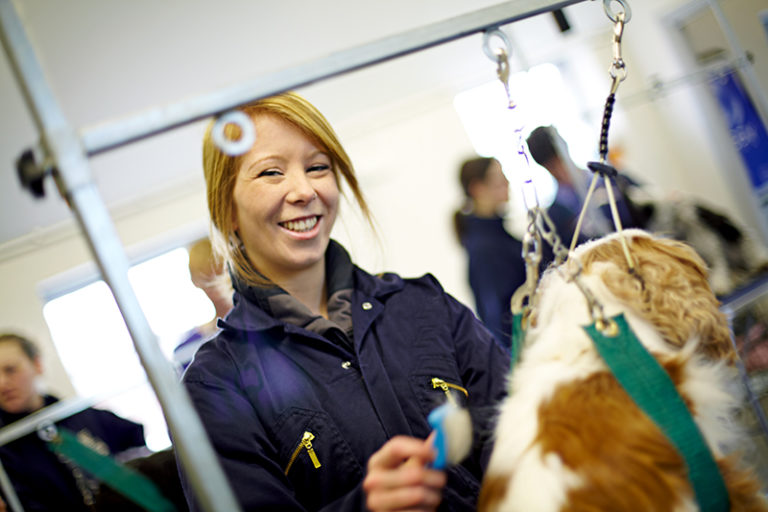 Level 2 Dog Grooming Assistants Northumberland College