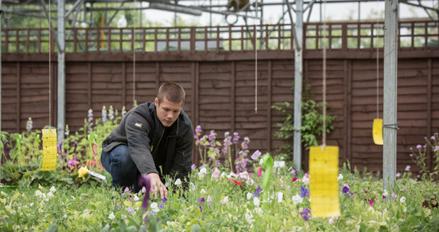 A Horticulture student at Northumberland College gardening