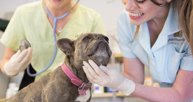 Two Northumberland College Animal Nursing students working in the vet clinic