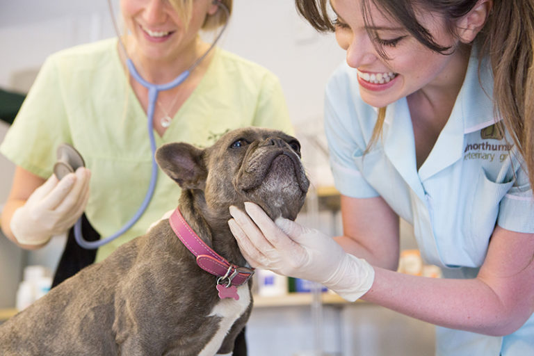 Level 2 Animal Nursing Assistants Northumberland College