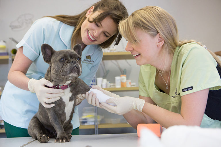 Level 3 Veterinary Nursing Animal) Northumberland College