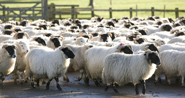 Hill sheep from Carlcroft Farm